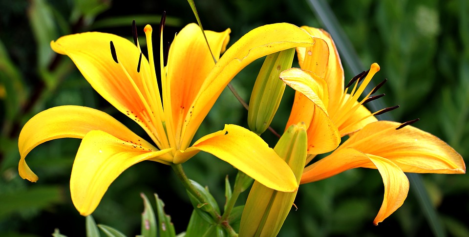 Comment savoir quelles fleurs choisir pour son jardin ?